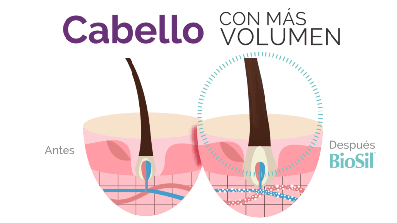 Aumenta el traspaso de nutrientes al cabell